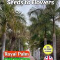 ROYAL PALM - OREODOXA REGIA - EXOTIC TROPICAL - COMPOSTABLE PACKET - 10 BEST SEEDS