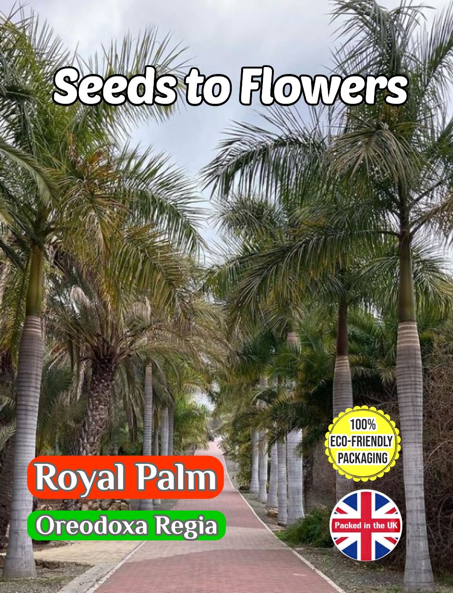 ROYAL PALM - OREODOXA REGIA - EXOTIC TROPICAL - COMPOSTABLE PACKET - 10 BEST SEEDS