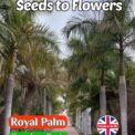ROYAL PALM - OREODOXA REGIA - EXOTIC TROPICAL - 8 BEST SEEDS