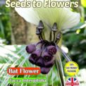 BAT FLOWER - TACCA INTERGIFOLIA - TROPICAL - COMPOSTABLE PACKET -10 BEST SEEDS