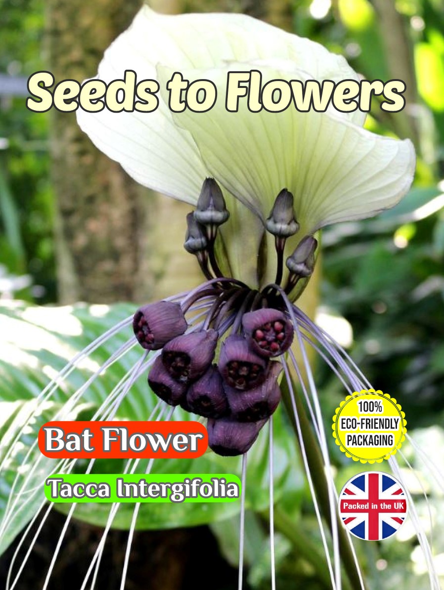 BAT FLOWER - TACCA INTERGIFOLIA - TROPICAL - COMPOSTABLE PACKET -10 BEST SEEDS