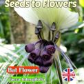 BAT FLOWER - TACCA INTERGIFOLIA - TROPICAL - EXOTIC -7 BEST QUALITY SEEDS