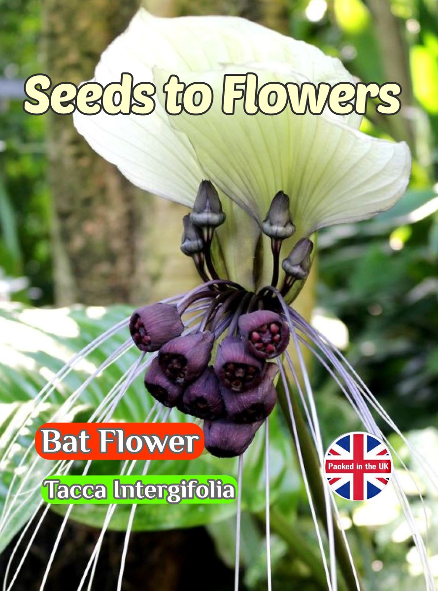 BAT FLOWER - TACCA INTERGIFOLIA - TROPICAL - EXOTIC -7 BEST QUALITY SEEDS