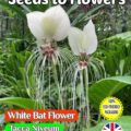 WHITE BAT FLOWER - TACCA NIVEUM - TROPICAL - COMPOSTABLE PACKET -8 BEST SEEDS
