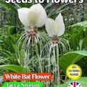 WHITE BAT FLOWER - TACCA NIVEUM - TROPICAL - COMPOSTABLE PACKET -8 BEST SEEDS