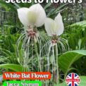 WHITE BAT FLOWER - TACCA NIVEUM - TROPICAL - EXOTIC - 6 BEST QUALITY SEEDS