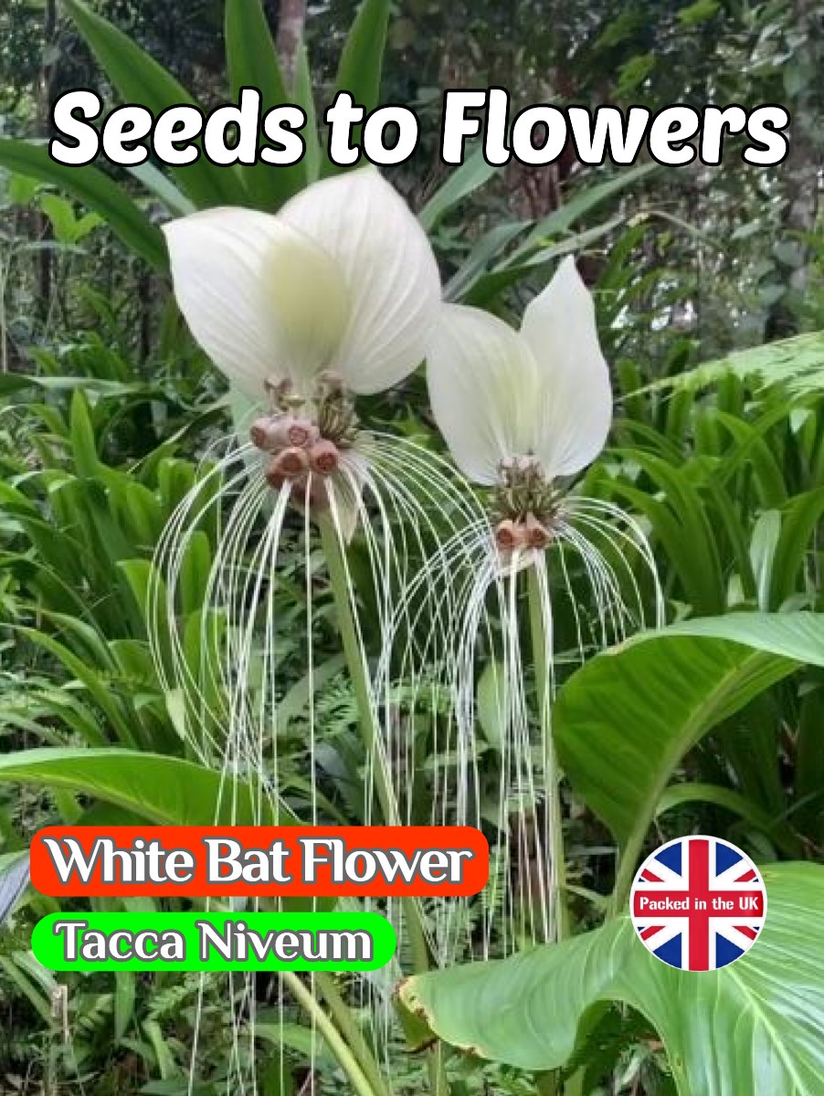 WHITE BAT FLOWER - TACCA NIVEUM - TROPICAL - EXOTIC - 6 BEST QUALITY SEEDS