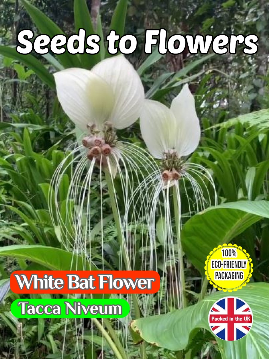 WHITE BAT FLOWER - TACCA NIVEUM - TROPICAL - COMPOSTABLE PACKET -8 BEST SEEDS