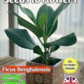 FICUS BENGHALENIS - AUDREY - BENGAL FIG - HOUSEPLANT -150 SEEDS COMPOSTABLE PACKET