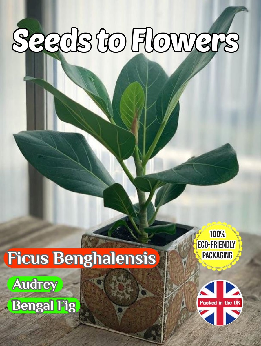 FICUS BENGHALENIS - AUDREY - BENGAL FIG - HOUSEPLANT -150 SEEDS COMPOSTABLE PACKET