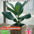FICUS BENGHALENIS - AUDREY - BENGAL FIG - HOUSEPLANT -130 HIGH QUALITY SEEDS