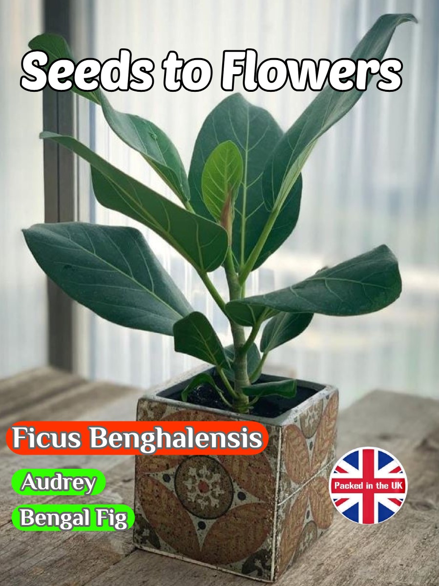 FICUS BENGHALENIS - AUDREY - BENGAL FIG - HOUSEPLANT -130 HIGH QUALITY SEEDS