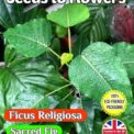 FICUS RELIGIOSA - SACRED FIG - HOUSEPLANT - BONSAI -120 SEEDS COMPOSTABLE PACKET