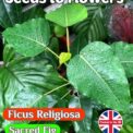 FICUS RELIGIOSA - SACRED FIG - HOUSEPLANT - BONSAI - 80 HIGH QUALITY SEEDS