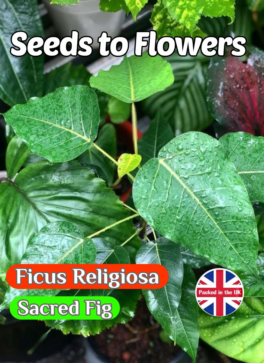 FICUS RELIGIOSA - SACRED FIG - HOUSEPLANT - BONSAI - 80 HIGH QUALITY SEEDS