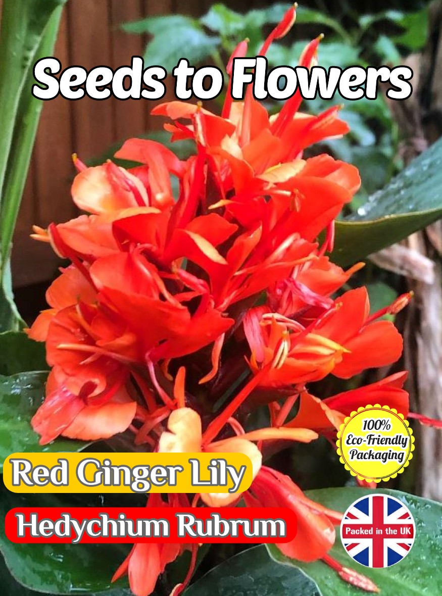 RED GINGER LILY - HEDYCHIUM RUBRUM - TROPICAL - COMPOSTABLE PACK - 12 SEEDS