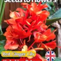 RED GINGER LILY - HEDYCHIUM RUBRUM - TROPICAL - EXOTIC - 8 BEST SEEDS