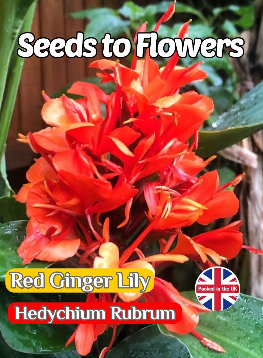 RED GINGER LILY - HEDYCHIUM RUBRUM - TROPICAL - EXOTIC - 8 BEST SEEDS
