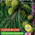 COASTAL SHE-OAK - CASUARINA EQUISETIFOLIA - 20 SEEDS -FULLY COMPOSTABLE PACKET