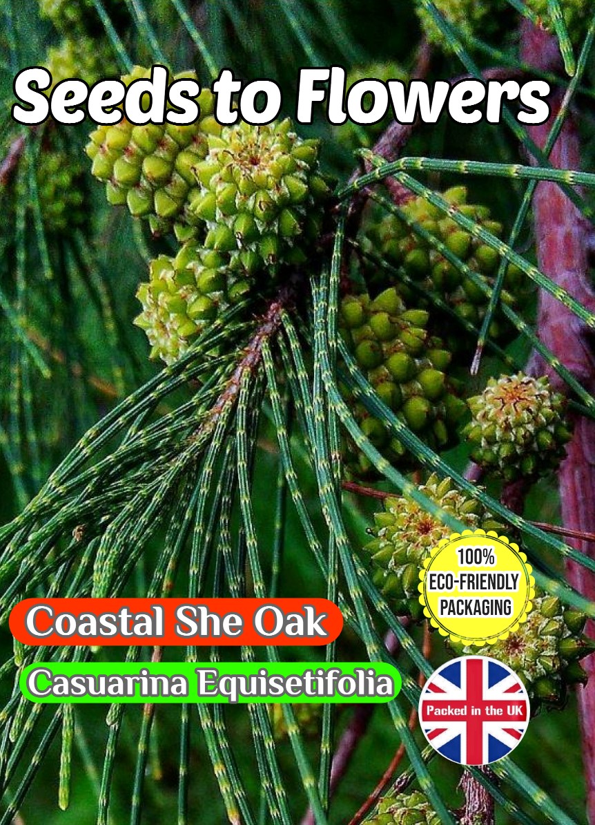 COASTAL SHE-OAK - CASUARINA EQUISETIFOLIA - 20 SEEDS -FULLY COMPOSTABLE PACKET