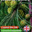 COASTAL SHE-OAK - CASUARINA EQUISETIFOLIA - EVERGREEN - 15 HIGH QUALITY SEEDS