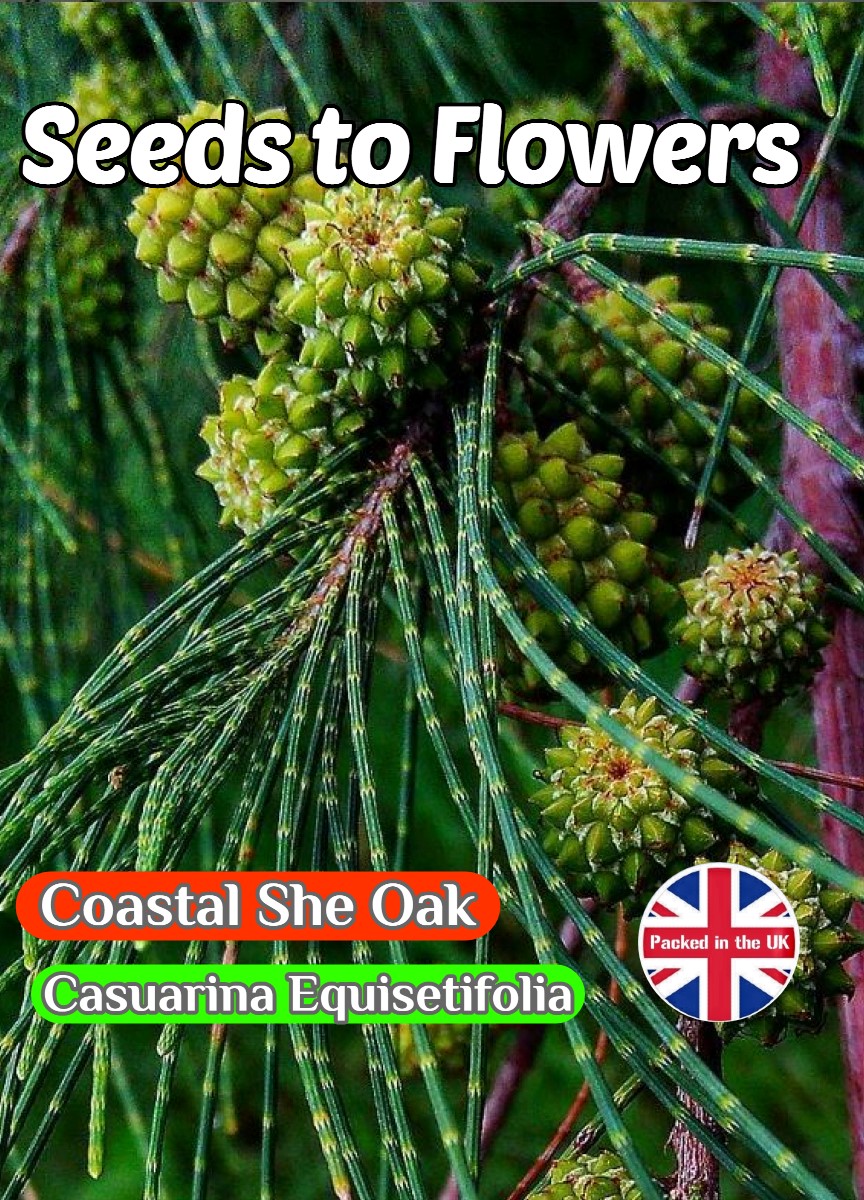 COASTAL SHE-OAK - CASUARINA EQUISETIFOLIA - EVERGREEN - 15 HIGH QUALITY SEEDS