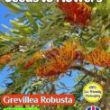 GREVILLEA ROBUSTA - SILKY OAK - 12 HIGH QUALITY SEEDS -FULLY COMPOSTABLE PACKET