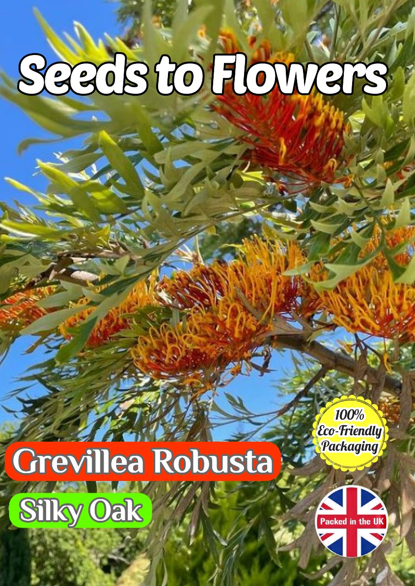 GREVILLEA ROBUSTA - SILKY OAK - 12 HIGH QUALITY SEEDS -FULLY COMPOSTABLE PACKET