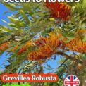 GREVILLEA ROBUSTA - SILKY OAK - HOUSE PLANT - EXOTIC - 8 HIGH QUALITY SEEDS