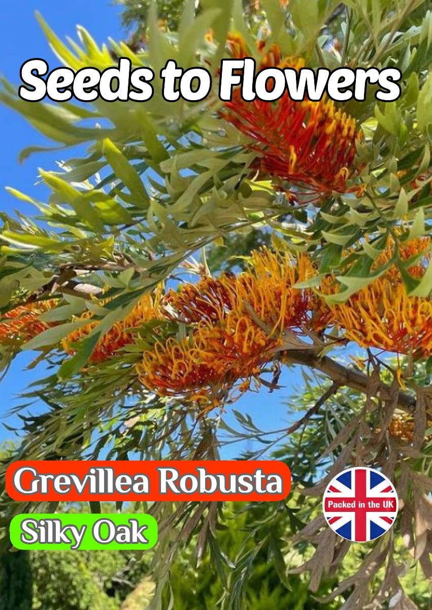 GREVILLEA ROBUSTA - SILKY OAK - HOUSE PLANT - EXOTIC - 8 HIGH QUALITY SEEDS