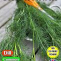 DILL COMMON - ANETHUM GRAVEOLENS - 5400 HERB SEEDS (6 GRAMS) -COMPOSTABLE PACK