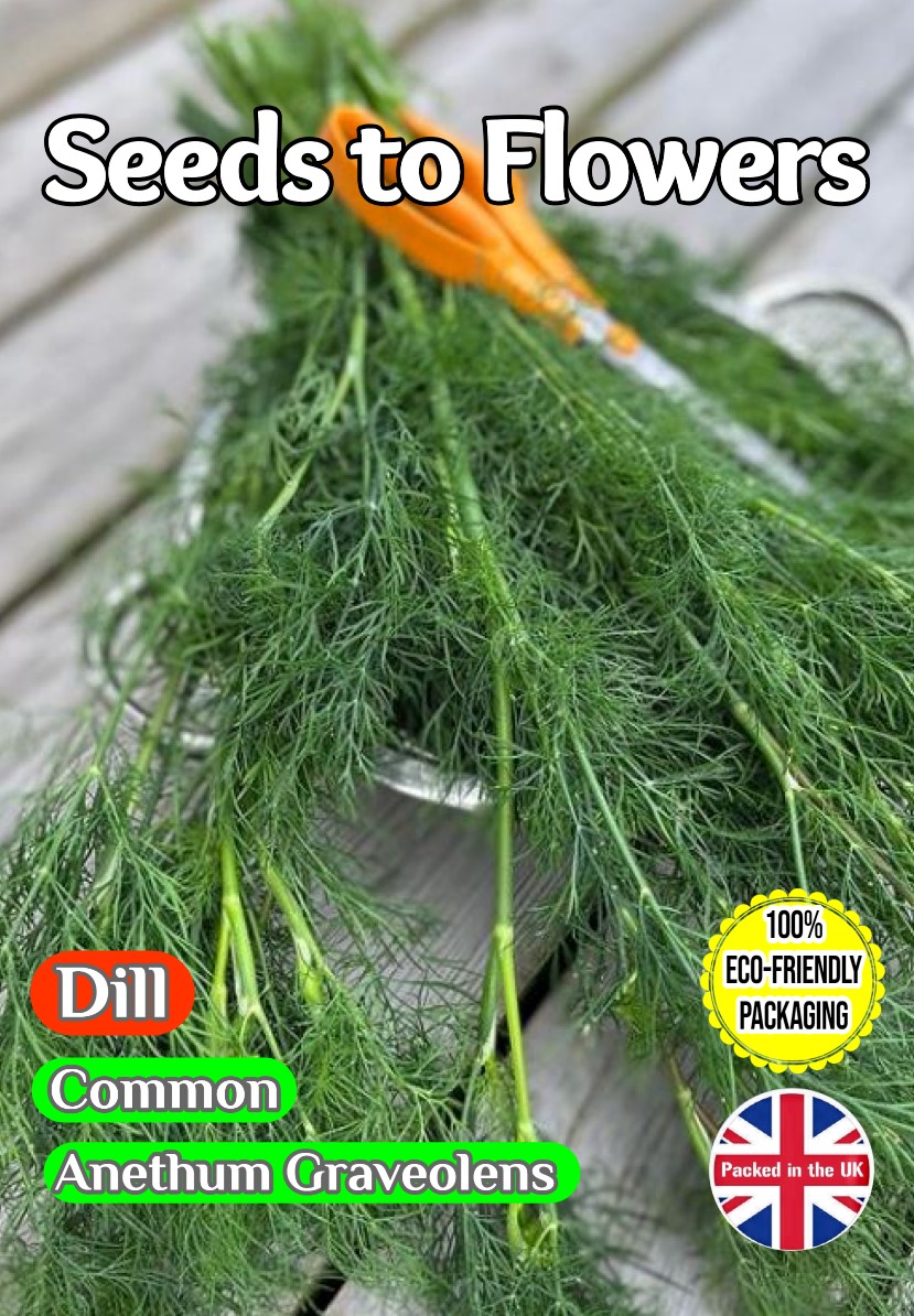 DILL COMMON - ANETHUM GRAVEOLENS - 5400 HERB SEEDS (6 GRAMS) -COMPOSTABLE PACK