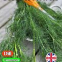 DILL - COMMON - ANETHUM GRAVEOLENS L. - 2700 HIGH QUALITY HERB SEEDS (3 grams)