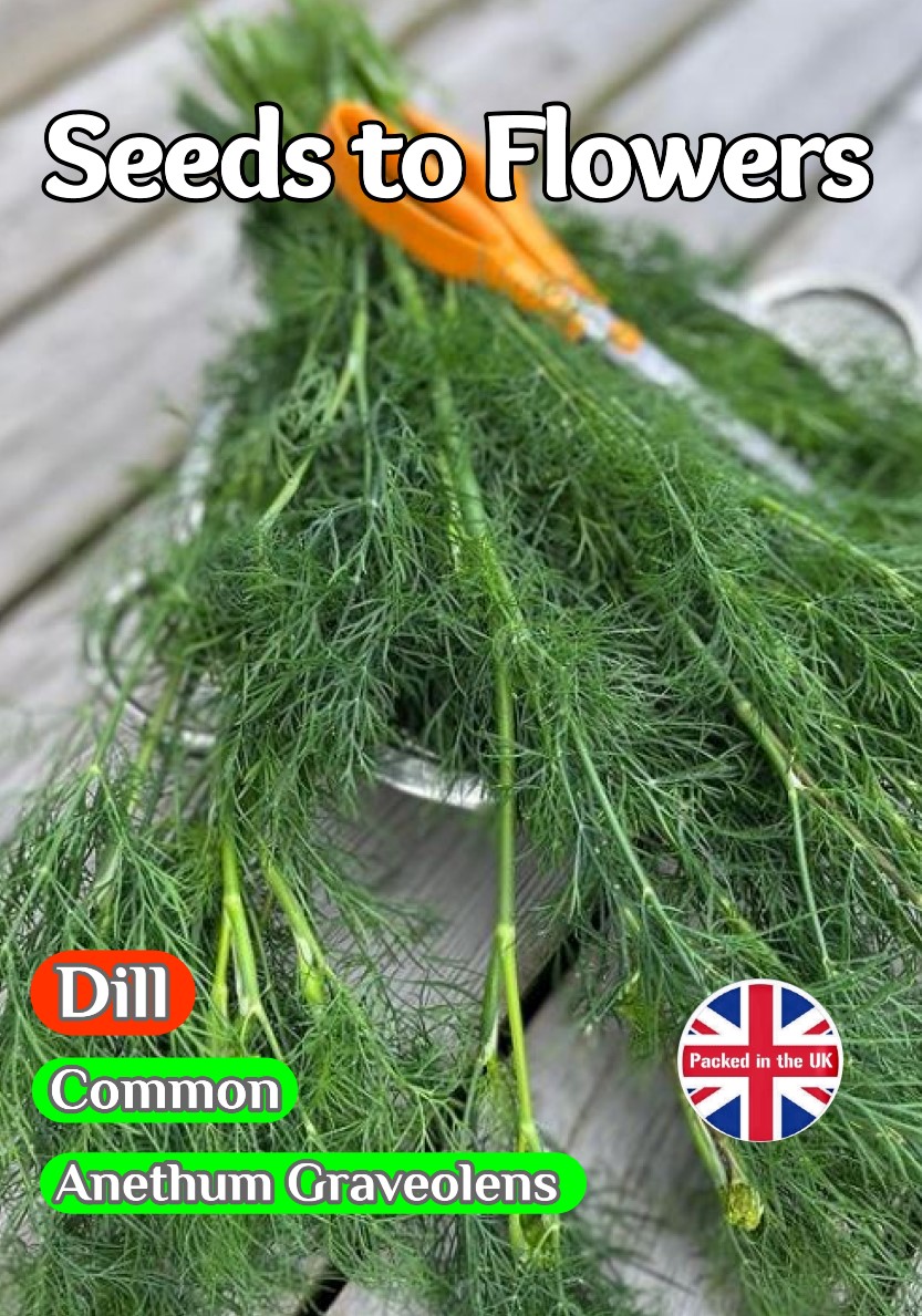 DILL - COMMON - ANETHUM GRAVEOLENS L. - 2700 HIGH QUALITY HERB SEEDS (3 grams)