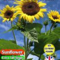 EXRA TALL YELLOW SUNFLOWER - GIGANTEUS - 120 FLOWER SEEDS - COMPOSTABLE PACKET