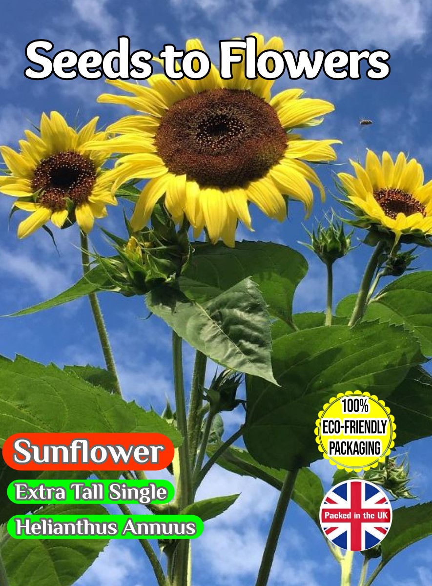 EXRA TALL YELLOW SUNFLOWER - GIGANTEUS - 120 FLOWER SEEDS - COMPOSTABLE PACKET