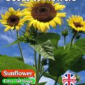 EXRA TALL YELLOW SUNFLOWER - GIGANTEUS - 100 FINEST QUALITY FLOWER SEEDS