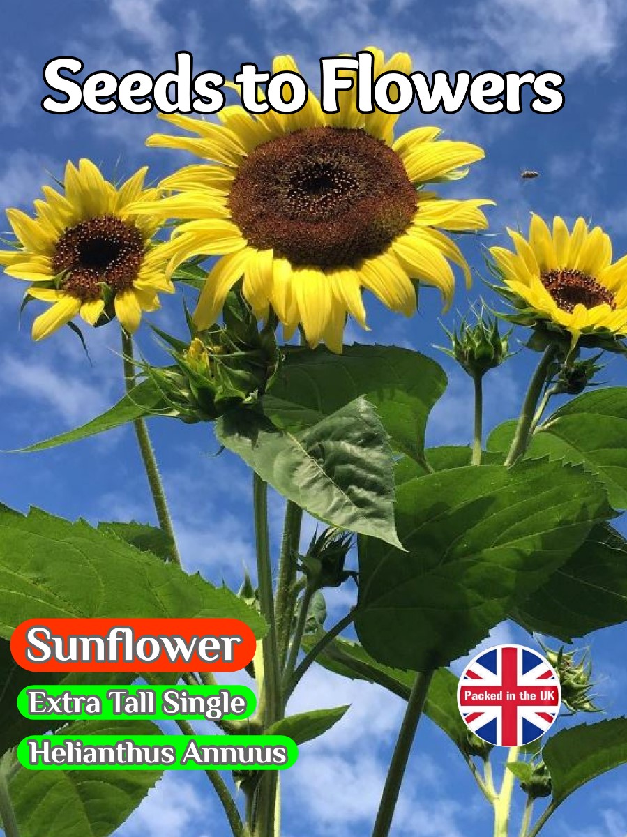 EXRA TALL YELLOW SUNFLOWER - GIGANTEUS - 100 FINEST QUALITY FLOWER SEEDS