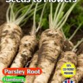 PARSLEY ROOT - PETROSELINUM CRISPUM HAMBURG - 4800 HERB SEEDS - COMPOSTABLE PACK