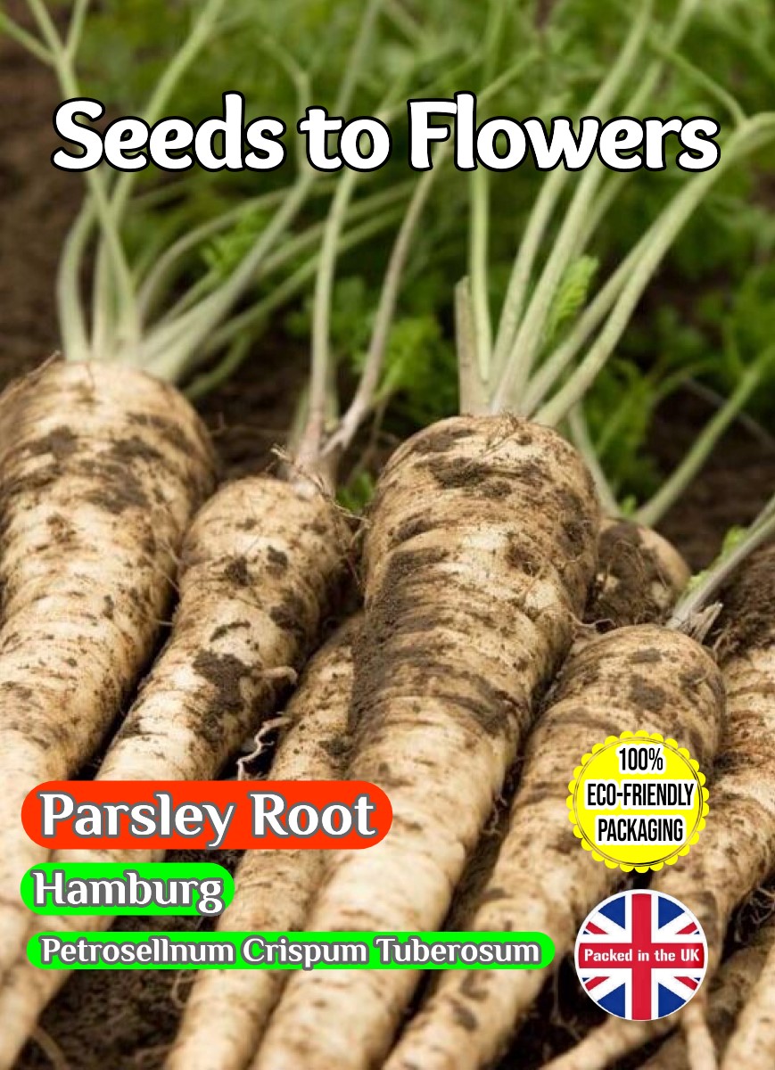 PARSLEY ROOT - PETROSELINUM CRISPUM HAMBURG - 4800 HERB SEEDS - COMPOSTABLE PACK