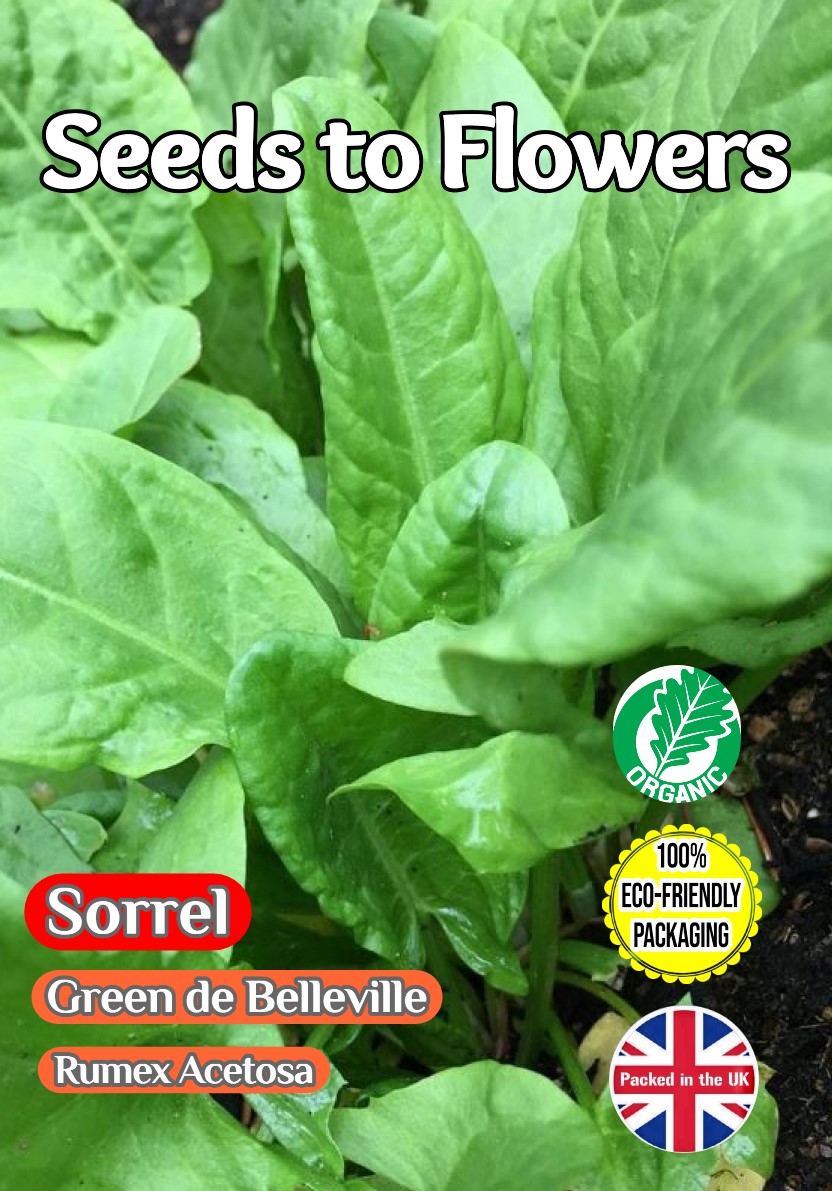GARDEN SORREL RUMEX ACETOSA GREEN DE BELLEVILLE - PERENNIAL - 2500 ORGANIC SEEDS - COMPOSTABLE PACKET
