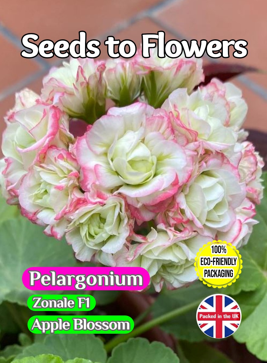 GERANIUM PELARGONIUM - ZONALE F1 - APPLE BLOSSOM - 15 FLOWER SEEDS - COMPOSTABLE PACKET