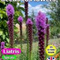 LIATRIS SPICATA - ROSY PURPLE - PERENNIAL 600 - FLOWER SEEDS - FULLY COMPOSTABLE PACKAGING