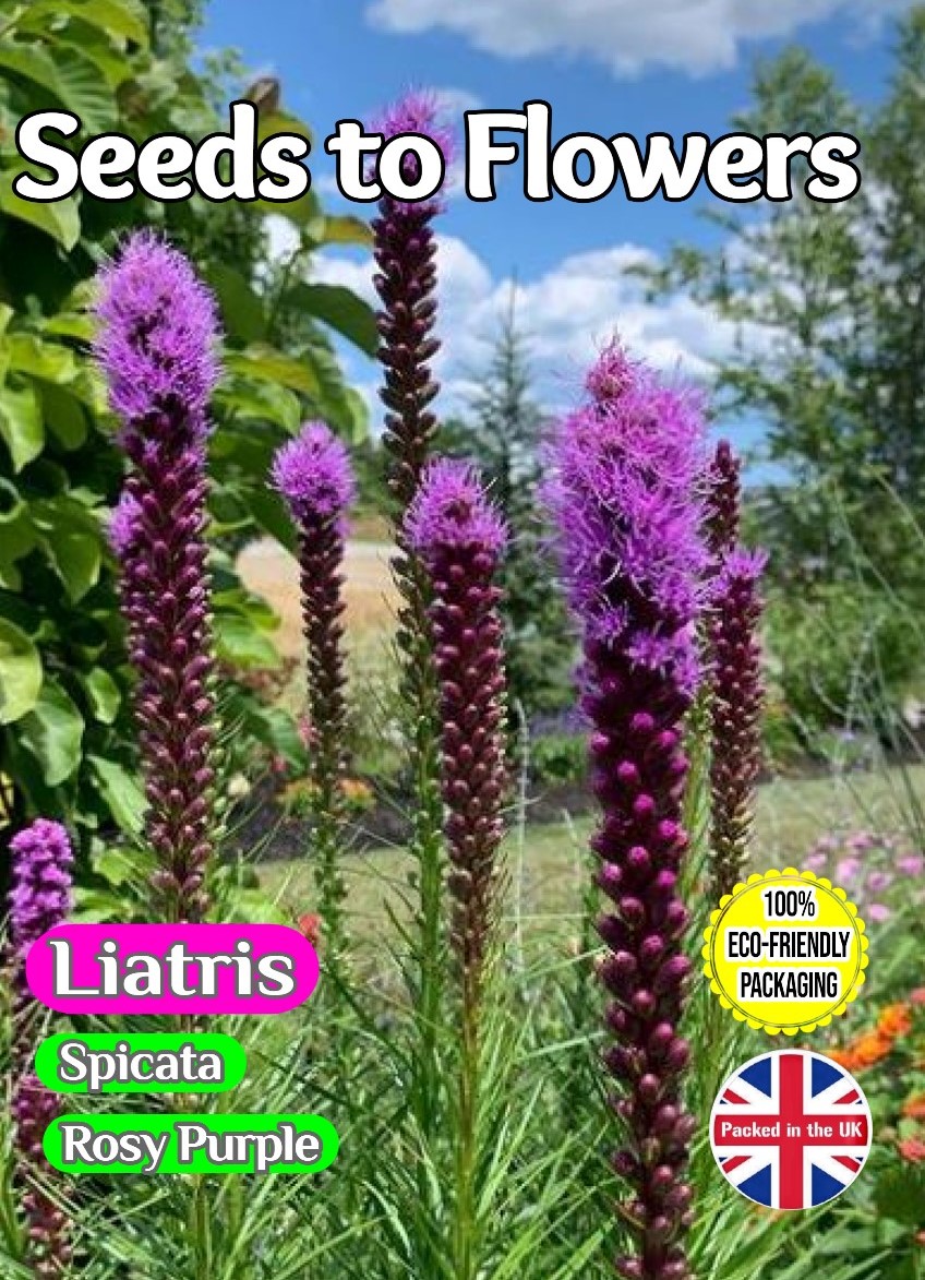 LIATRIS SPICATA - ROSY PURPLE - PERENNIAL 600 - FLOWER SEEDS - FULLY COMPOSTABLE PACKAGING