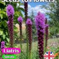 LIATRIS SPICATA - ROSY PURPLE - PERENNIAL - 450 BEST FLOWER SEEDS
