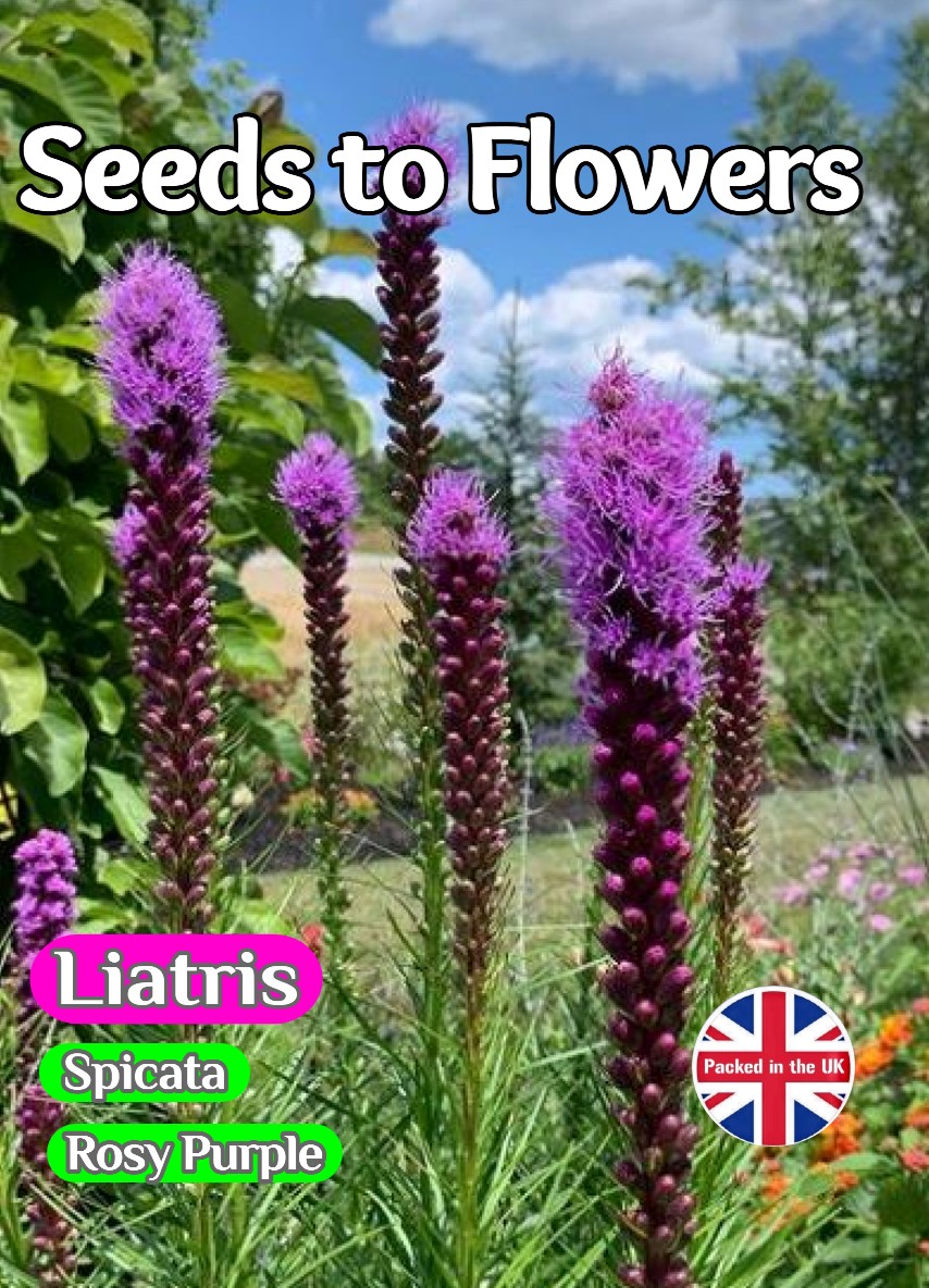 LIATRIS SPICATA - ROSY PURPLE - PERENNIAL - 450 BEST FLOWER SEEDS