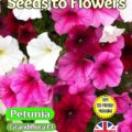 PETUNIA CASCADING GRANDIFLORA F1 - SHOWERS MIXED - 20 HIGH QUALITY FLOWER SEEDS - COMPOSTABLE PACKET