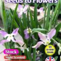 NIGHT SCENTED STOCK - MATTHIOLA LONGIEPETALA SUBSP. BICORNI - 5000 SEEDS - COMPOSTABLE PACKET