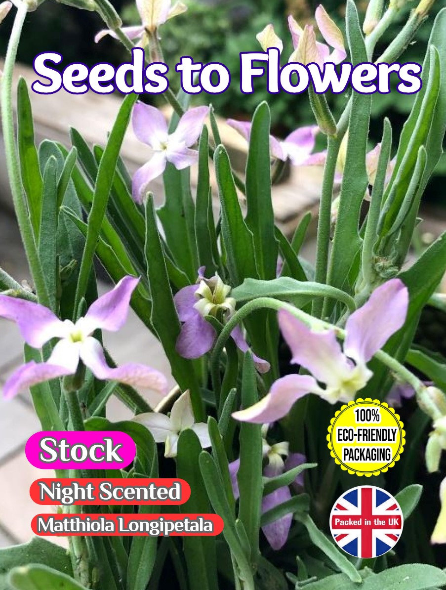 NIGHT SCENTED STOCK - MATTHIOLA LONGIEPETALA SUBSP. BICORNI - 5000 SEEDS - COMPOSTABLE PACKET