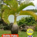 BOTTLE PALM - HYOPHORBE LAGENICAULIS - TROPICAL - COMPOSTABLE PACKET - 8 SEEDS